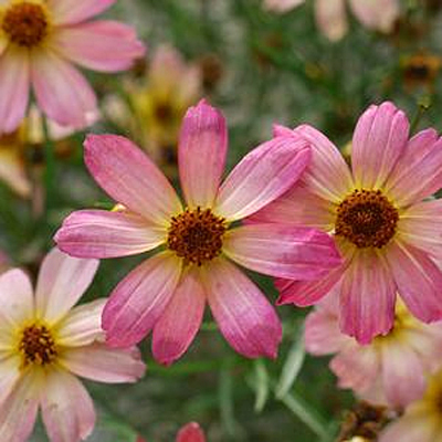 Coreopsis x 'Shades of Rose'