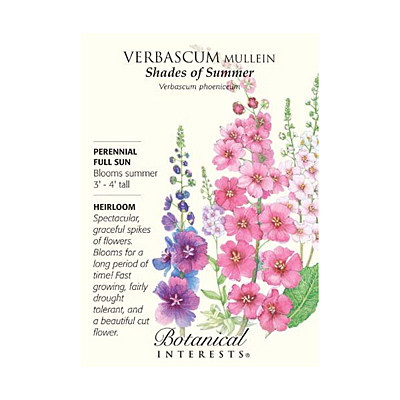 Seeds - BI Verbascum Shades of Summer