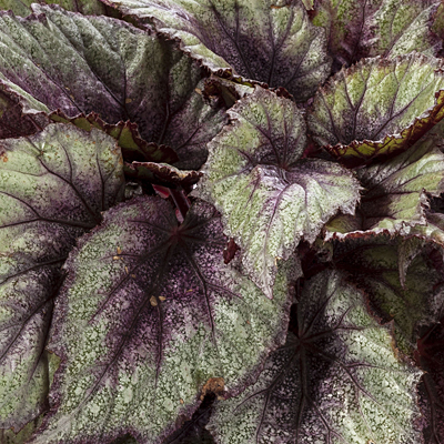 Begonia rex 'Shadow King Rose Frost'