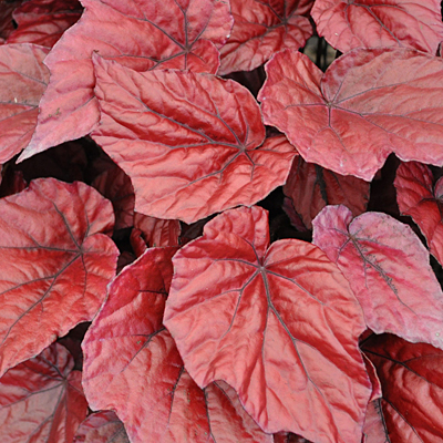 Begonia rex 'Shadow King Lava Red'