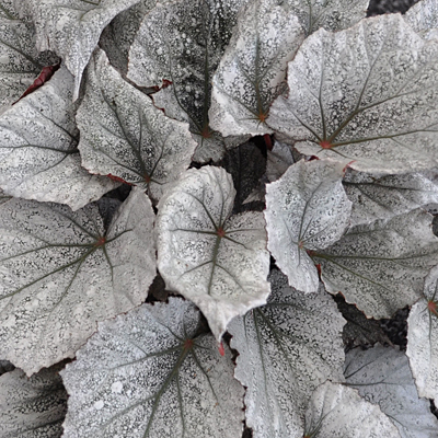 Begonia Rex Shadow King Cool White Rex Begonia Estabrook S