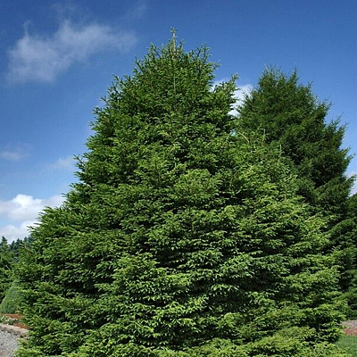 Picea or. 'Shadow's Broom'