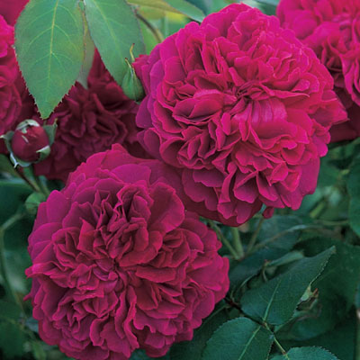 Rosa 'William Shakespeare 2000'