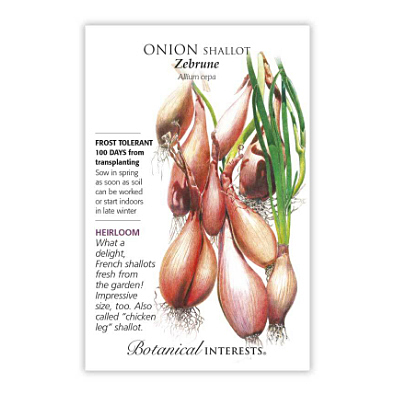 Seeds - BI Shallot Zebrune