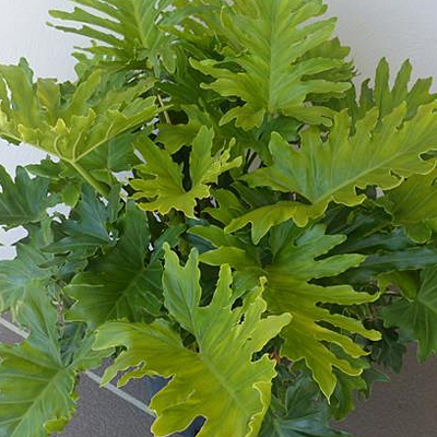 Philodendron Estabrook S