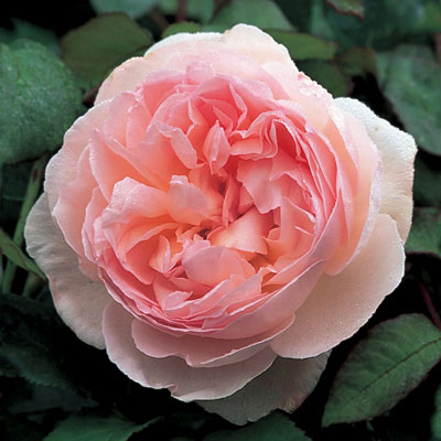 Rosa 'Sharifa Asma'