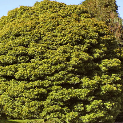 Acer pal. 'Sharp's Pygmy'