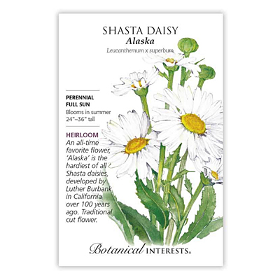 Seeds - BI Shasta Daisy Alaska