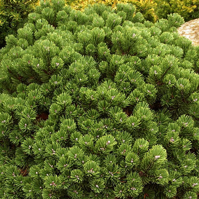 Pinus m. 'Sherwood Compact'