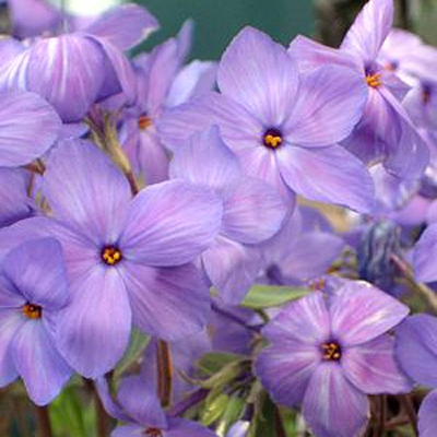 Phlox st. 'Sherwood Purple'