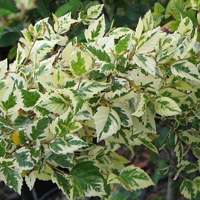 Betula n. 'Shiloh Splash'
