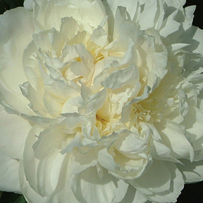 Paeonia l. 'Shirley Temple'