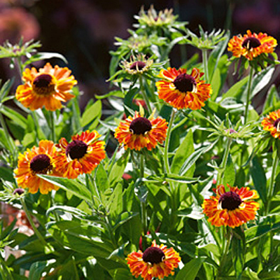 Helenium a. 'Short and Sassy'