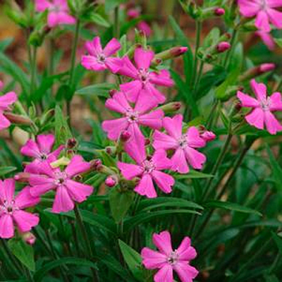 Silene c. var. w. 'Short and Sweet'