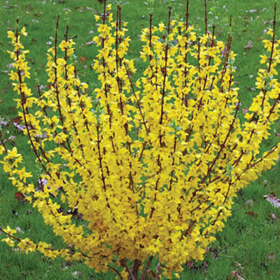 Forsythia x 'Show Off'