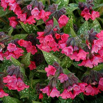 Pulmonaria x 'Shrimps on the Barbie'
