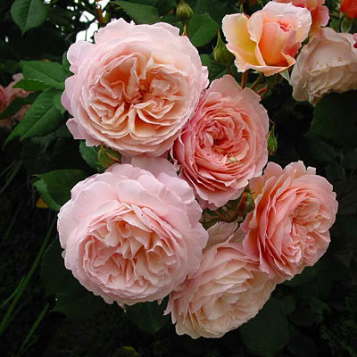 Rosa 'A Shropshire Lad'