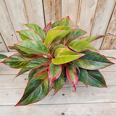 Aglaonema 'Siam Red'