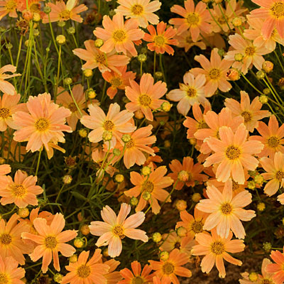 Coreopsis x 'Sienna Sunset'