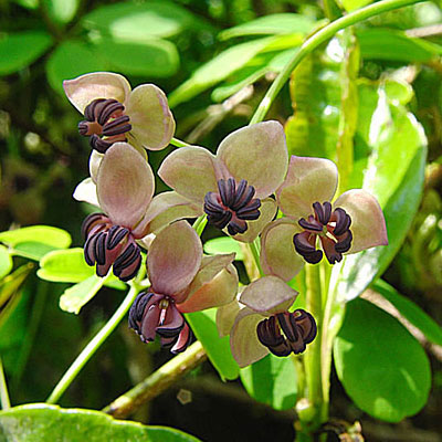 Akebia q. 'Silver Bells'