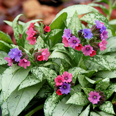 Pulmonaria x 'Silver Bouquet'