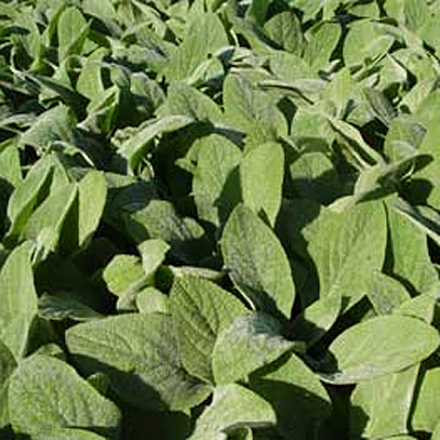 Stachys byzantina 'Silver Carpet'