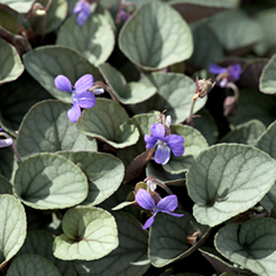 Viola walteri 'Silver Gem'