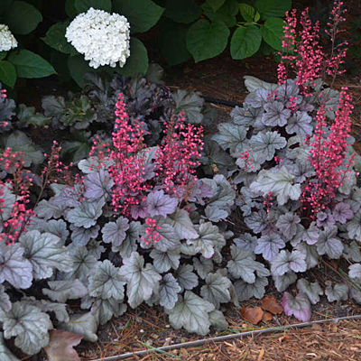Heuchera x 'Dolce Silver Gumdrop'