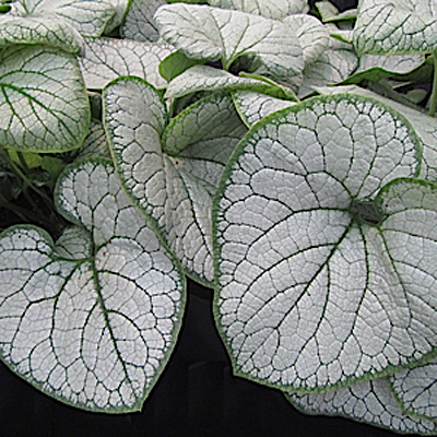 Brunnera m. 'Silver Heart'