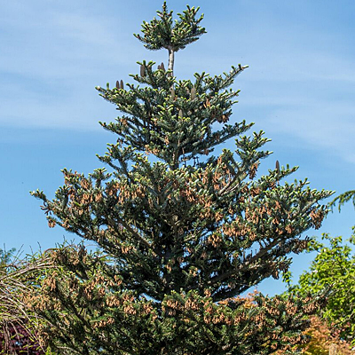 Abies k. 'Silver Show'