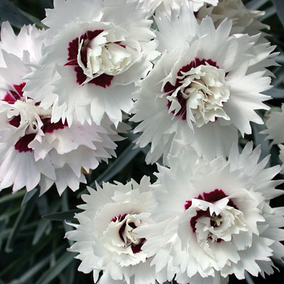 Dianthus x 'Silver Star'