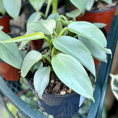 Philodendron 'Silver Sword'
