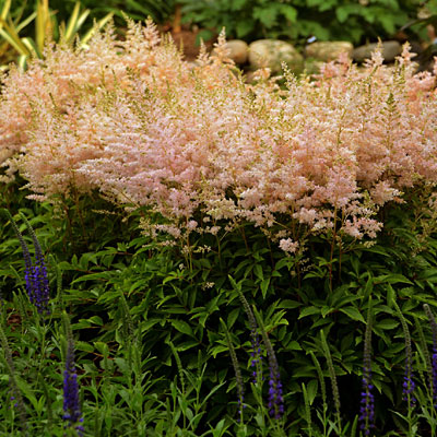 Astilbe x 'Younique Silvery Pink'