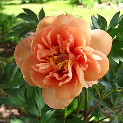 Paeonia x ITOH 'Singing in the Rain'