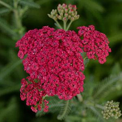 Achillea m. 'Song Siren Angie'