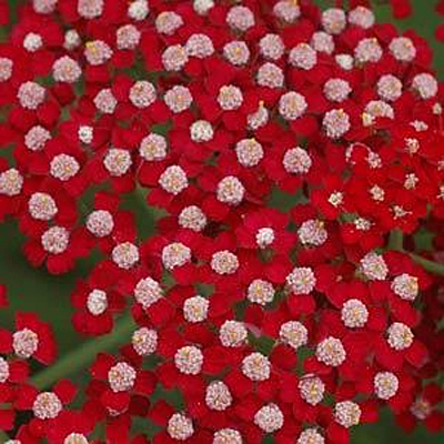 Achillea m. 'Song Siren Laura'