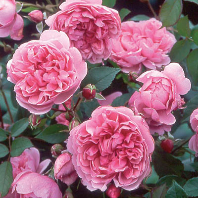 Rosa 'Sister Elizabeth'