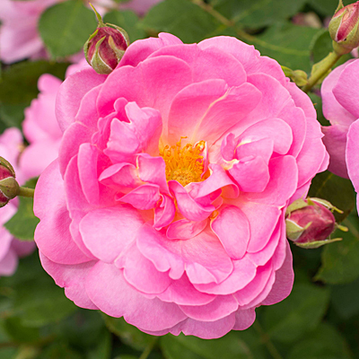 Rosa 'Sitting Pretty'