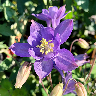 Aquilegia 'Winky Early Sky Blue'