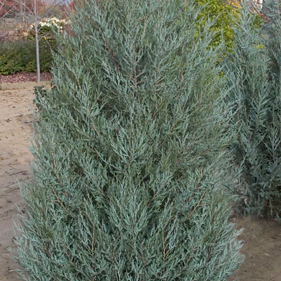 Juniperus sc. 'Sky High'