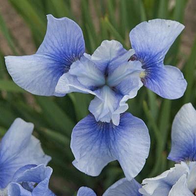 Iris s. 'Sky Mirror'
