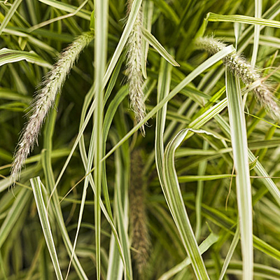 Pennisetum advena 'Sky Rocket'
