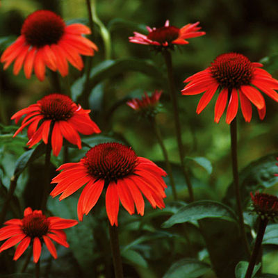 Echinacea x 'Big Sky Sundown'