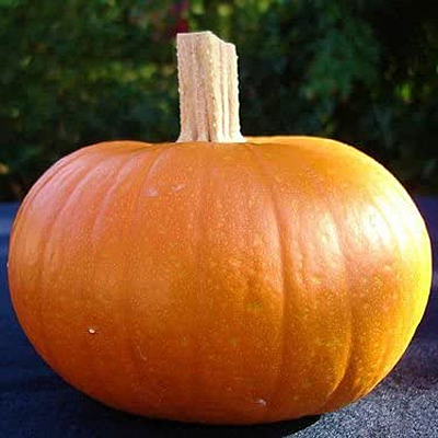 Pumpkin 'Small Sugar'