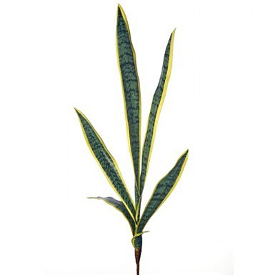 Sanseveria x6