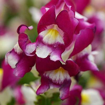 Snapdragon 'Snapshot Burgundy Bicolor'