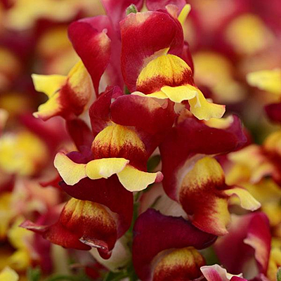Snapdragon 'Snapshot Red Bicolor'