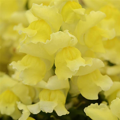 Snapdragon 'Snapshot Yellow'