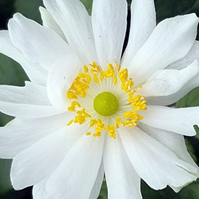 Anemone x 'Snow Angel'