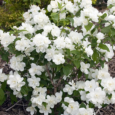 Philadelphus x 'Snow White Fantasy'